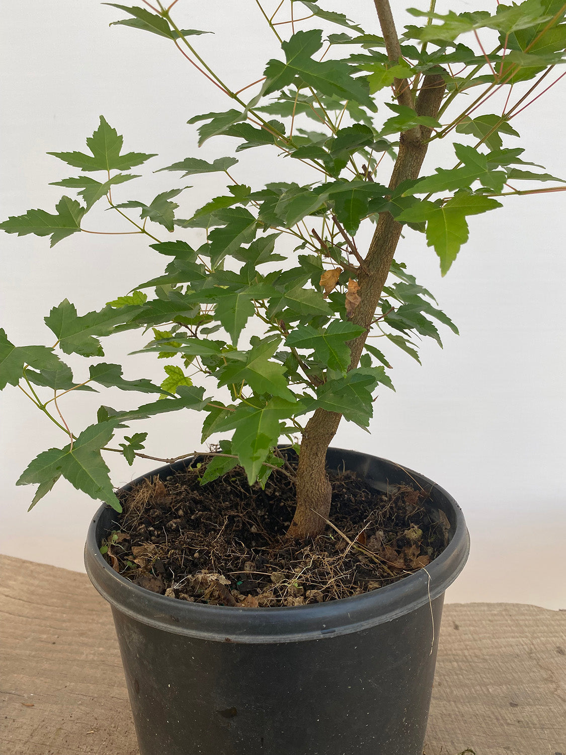 Trident Maple in a 1 gallon pot (ABG-03)