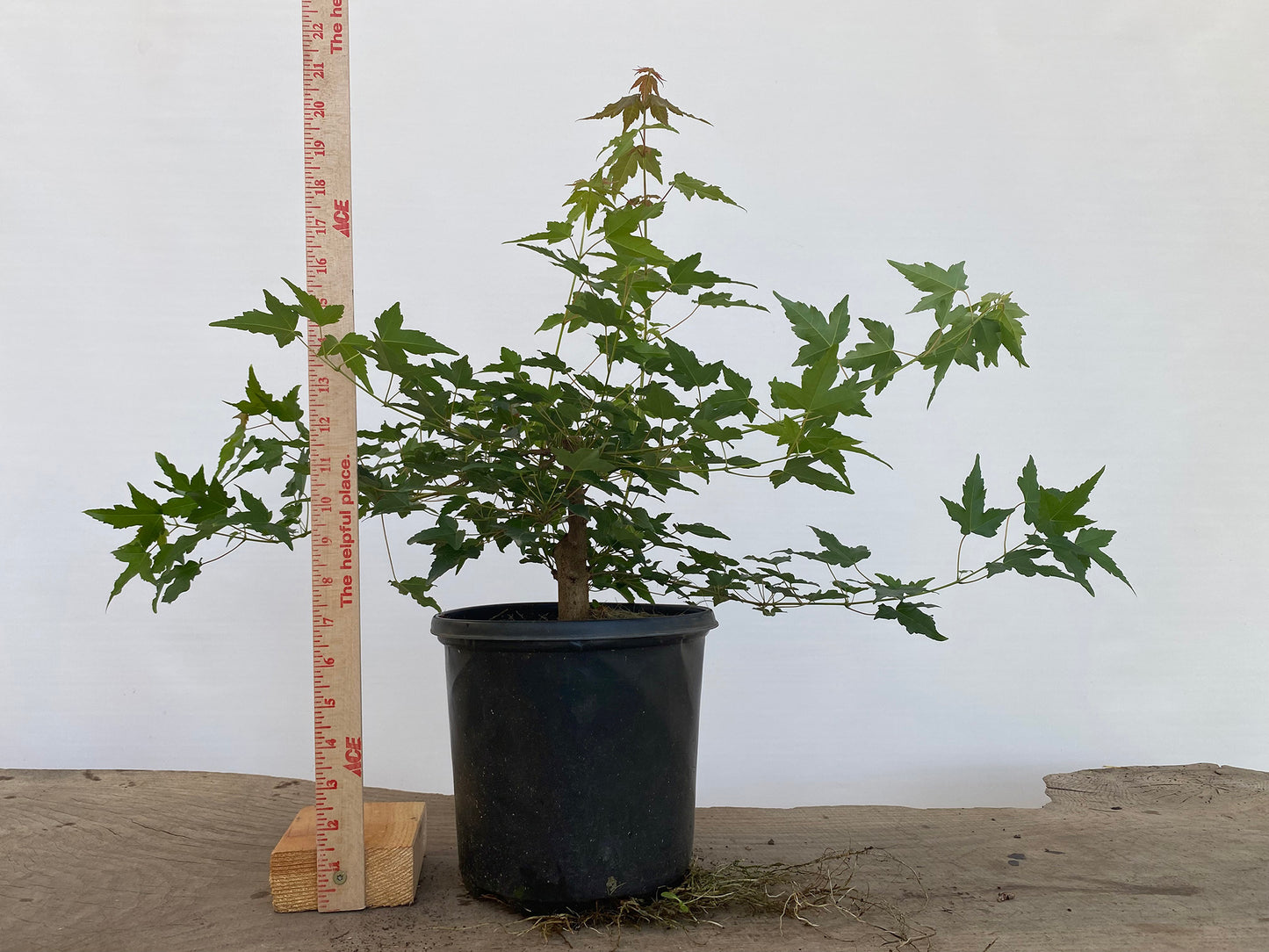 Trident Maple in a 1 gallon pot (ABG-04)