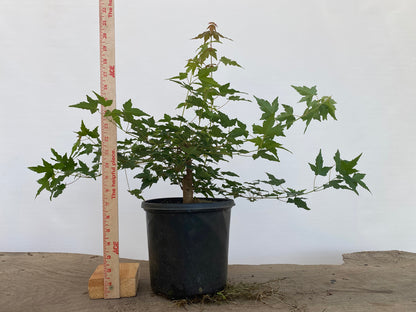 Trident Maple in a 1 gallon pot (ABG-04)