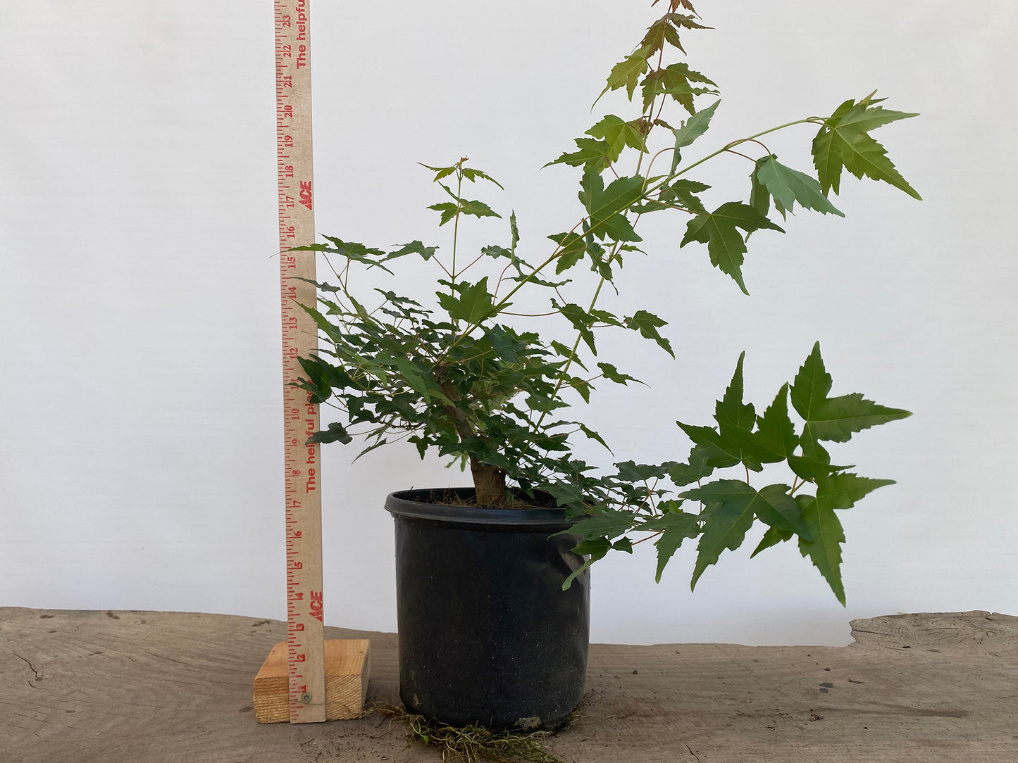Trident Maple in a 1 gallon pot (ABG-04)