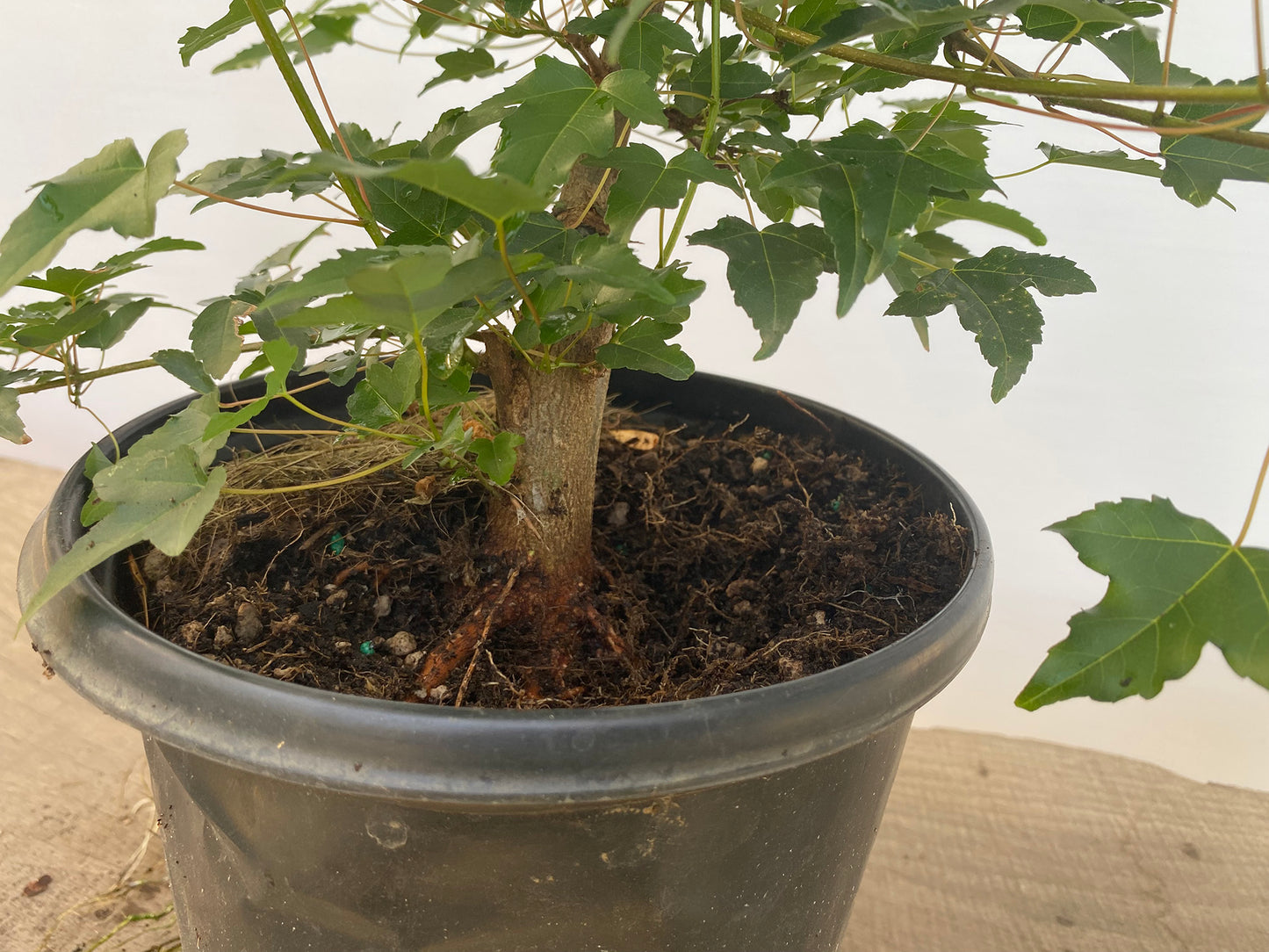 Trident Maple in a 1 gallon pot (ABG-04)