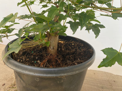Trident Maple in a 1 gallon pot (ABG-04)