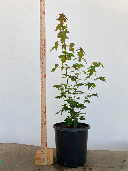 Trident Maple in a 1 gallon pot (ABG-05)