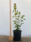 Trident Maple in a 1 gallon pot (ABG-05)
