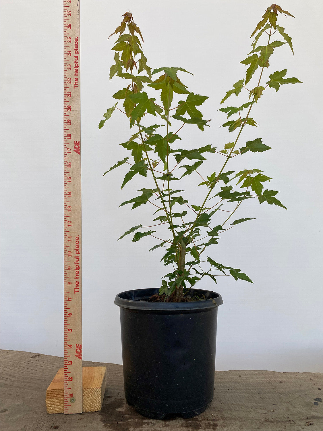 Trident Maple in a 1 gallon pot (ABG-05)