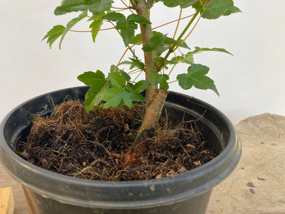 Trident Maple in a 1 gallon pot (ABG-05)