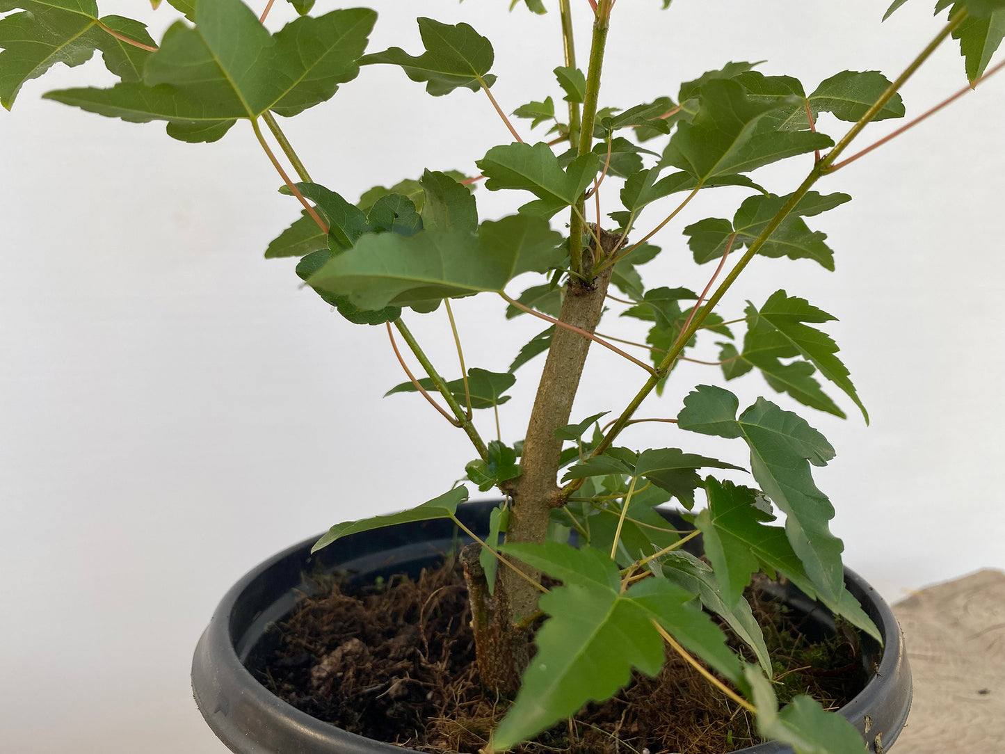 Trident Maple in a 1 gallon pot (ABG-05)