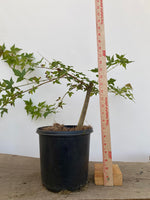 Trident Maple in a 1 gallon pot (ABG-06)