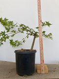 Trident Maple in a 1 gallon pot (ABG-06)