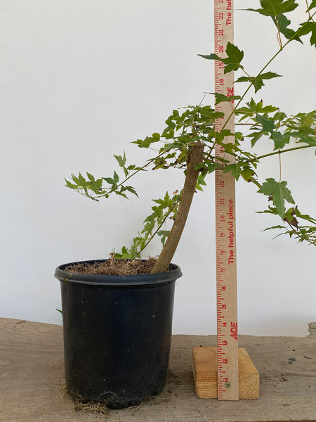 Trident Maple in a 1 gallon pot (ABG-06)