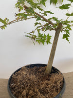Trident Maple in a 1 gallon pot (ABG-06)