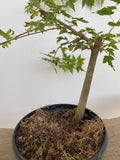 Trident Maple in a 1 gallon pot (ABG-06)