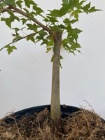 Trident Maple in a 1 gallon pot (ABG-06)