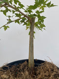 Trident Maple in a 1 gallon pot (ABG-06)