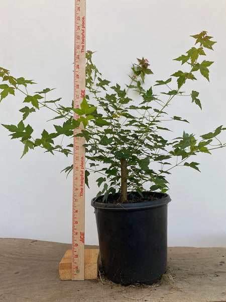 Trident Maple in a 1 gallon pot (ABG-07)