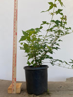 Trident Maple in a 1 gallon pot (ABG-07)