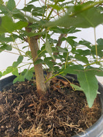 Trident Maple in a 1 gallon pot (ABG-07)