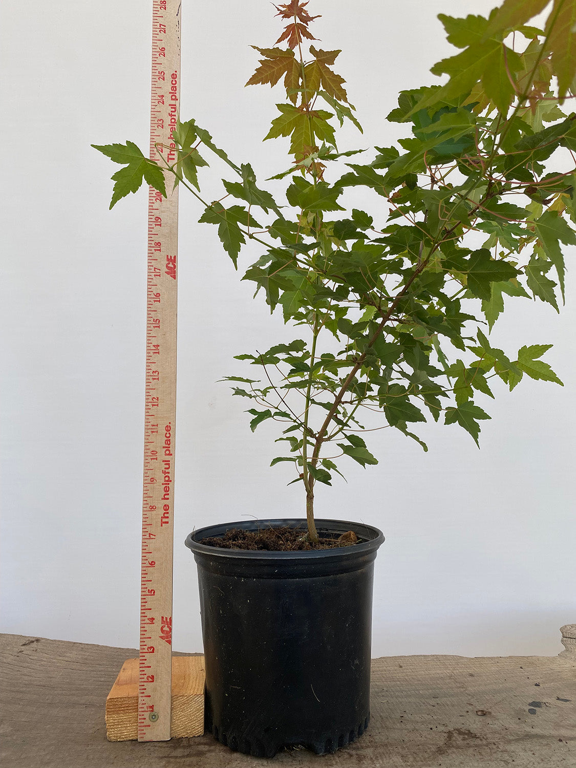 Trident Maple in a 1 gallon pot (ABG-08)