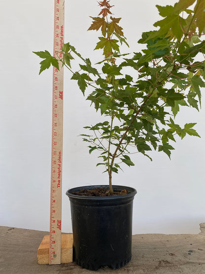 Trident Maple in a 1 gallon pot (ABG-08)