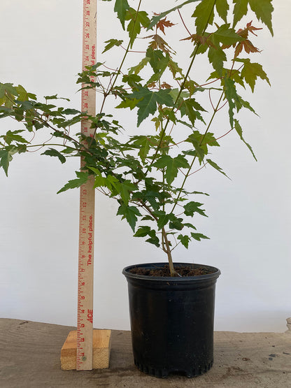 Trident Maple in a 1 gallon pot (ABG-08)