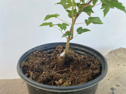 Trident Maple in a 1 gallon pot (ABG-08)