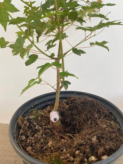 Trident Maple in a 1 gallon pot (ABG-08)