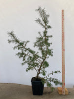 Japanese Larch in an 6" pot (LK6-4)