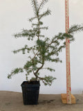 Japanese Larch in an 6" pot (LK6-4)