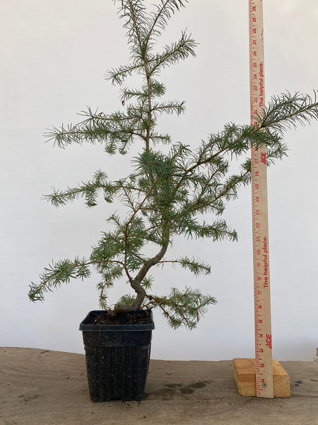 Japanese Larch in an 6" pot (LK6-4)