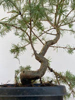 Japanese Larch in an 6" pot (LK6-4)