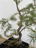 Japanese Larch in an 6" pot (LK6-4)