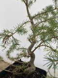 Japanese Larch in an 6" pot (LK6-4)
