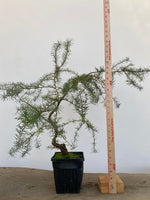 Japanese Larch in an 6" pot (LK6-5)