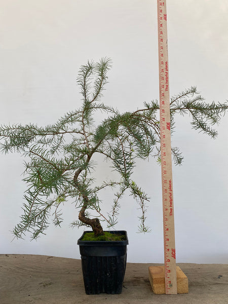 Japanese Larch in an 6" pot (LK6-5)
