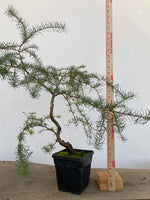 Japanese Larch in an 6" pot (LK6-5)