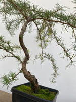 Japanese Larch in an 6" pot (LK6-5)