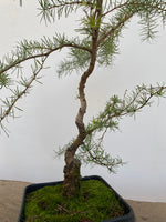 Japanese Larch in an 6" pot (LK6-5)