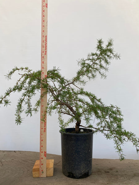 Japanese Larch in an gallon pot (LKG-7)