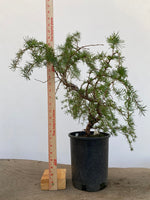 Japanese Larch in an gallon pot (LKG-7)