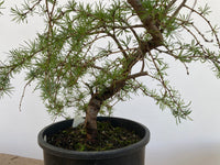 Japanese Larch in an gallon pot (LKG-7)
