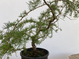 Japanese Larch in an gallon pot (LKG-7)