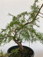 Japanese Larch in an gallon pot (LKG-7)
