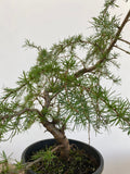 Japanese Larch in an gallon pot (LKG-7)