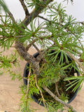 Japanese Larch in an gallon pot (LKG-7)