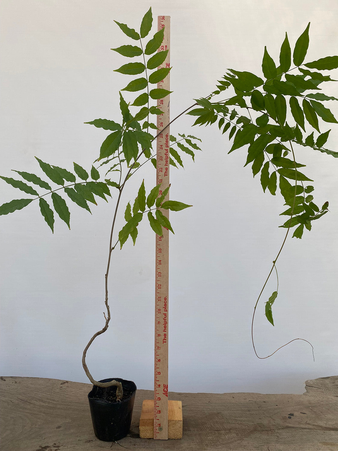 Chinese Wisteria with movement in a 4" pot (WS4-01)