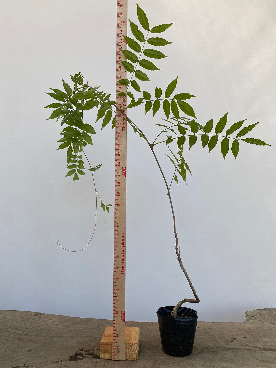 Chinese Wisteria with movement in a 4" pot (WS4-01)