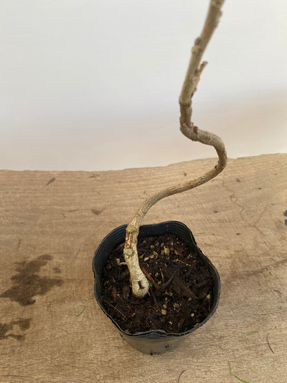 Chinese Wisteria with movement in a 4" pot (WS4-01)