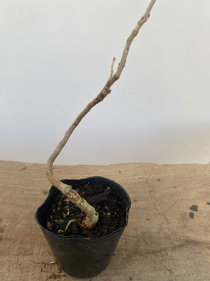 Chinese Wisteria with movement in a 4" pot (WS4-01)