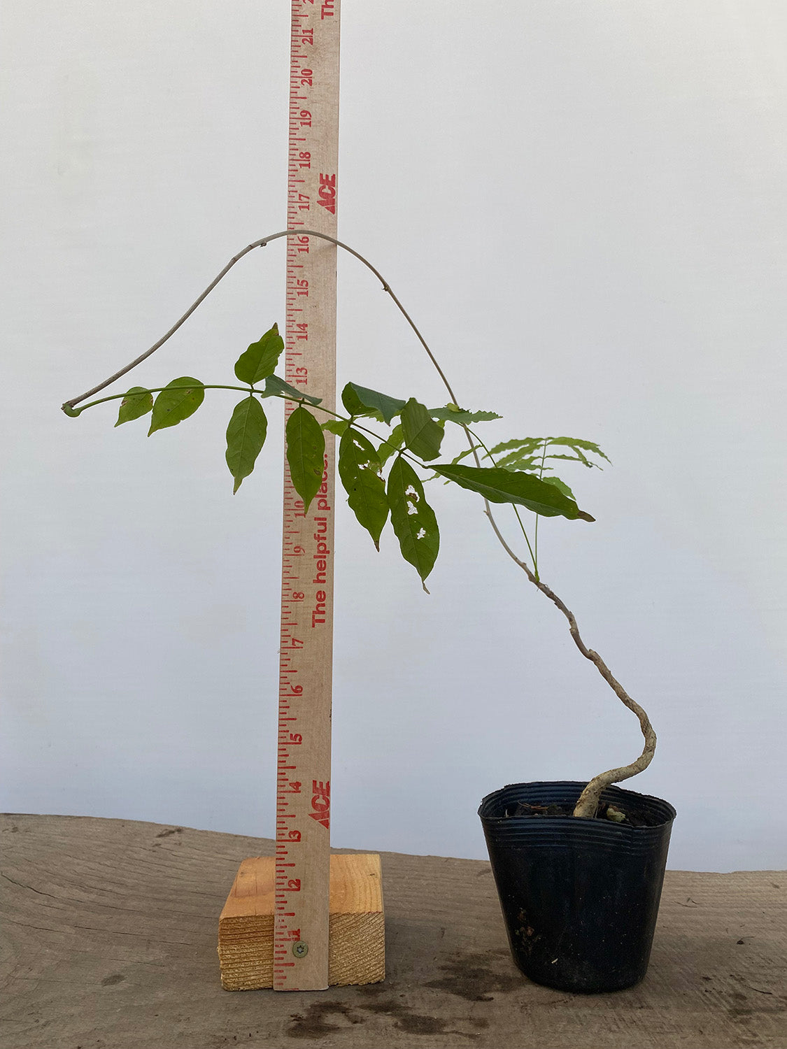 Chinese Wisteria with movement in a 4" pot (WS4-02)