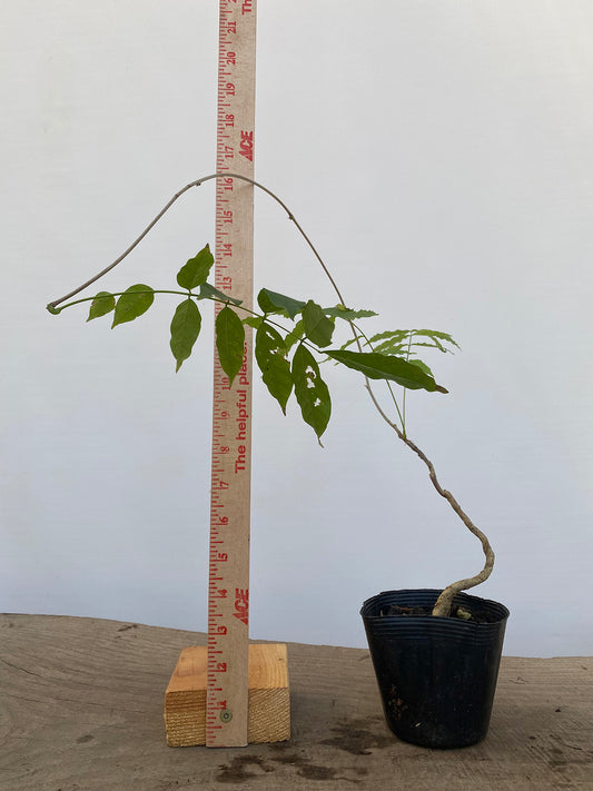 Chinese Wisteria with movement in a 4" pot (WS4-02)